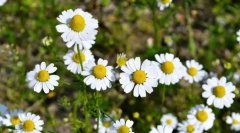 Чому кіт чхає: можливі причини і допомога тваринам